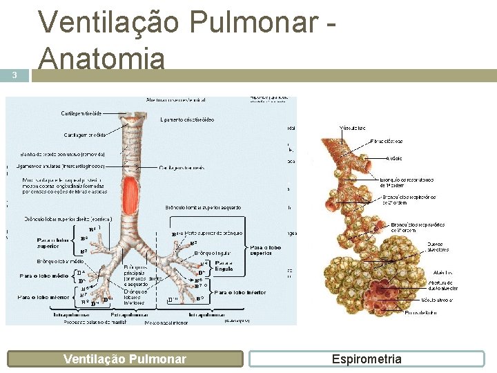 3 Ventilação Pulmonar Anatomia Ventilação Pulmonar Espirometria 