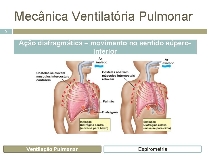 Mecânica Ventilatória Pulmonar 5 Ação diafragmática – movimento no sentido súperoinferior Ventilação Pulmonar Espirometria