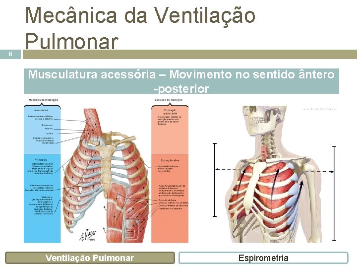 6 Mecânica da Ventilação Pulmonar Musculatura acessória – Movimento no sentido ântero -posterior Ventilação