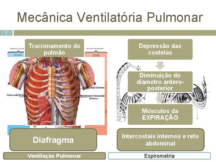 Mecânica Ventilatória Pulmonar 7 Tracionamento do pulmão Depressão Elevação das costelas Aumento do diâmetro