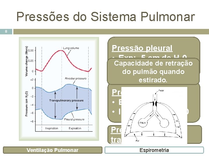 Pressões do Sistema Pulmonar 8 Pressão pleural • Exp: -5 cm de H 20
