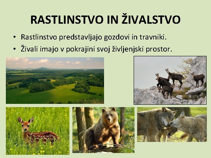 RASTLINSTVO IN ŽIVALSTVO • Rastlinstvo predstavljajo gozdovi in travniki. • Živali imajo v pokrajini