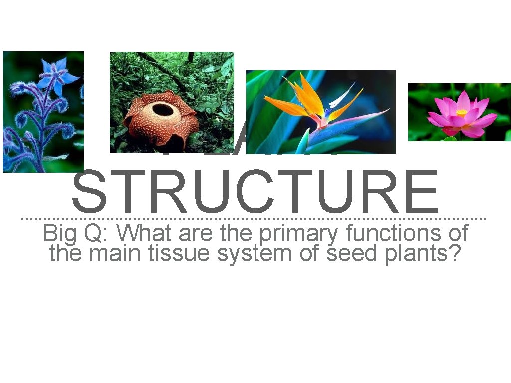 PLANT STRUCTURE Big Q: What are the primary functions of the main tissue system