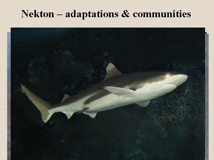 Nekton – adaptations & communities 