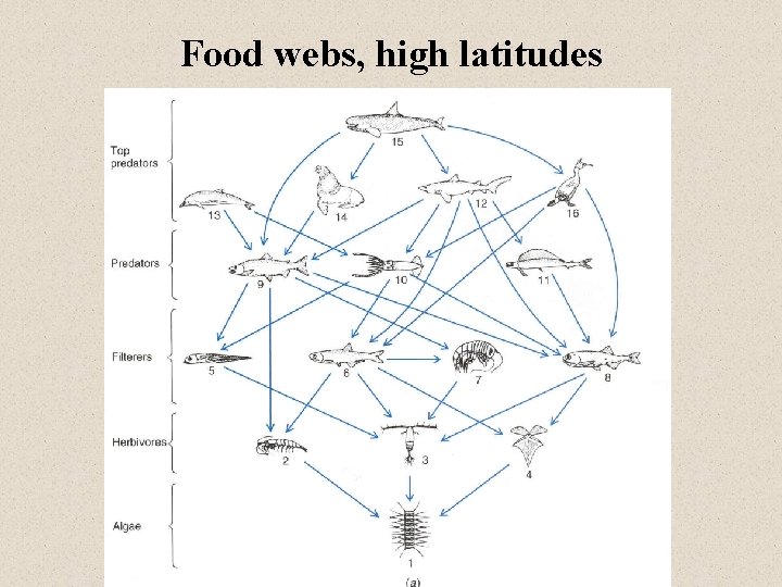 Food webs, high latitudes 