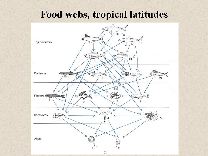 Food webs, tropical latitudes 