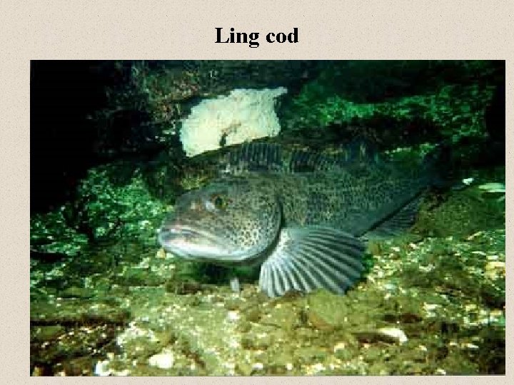 Ling cod 