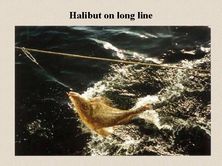 Halibut on long line 