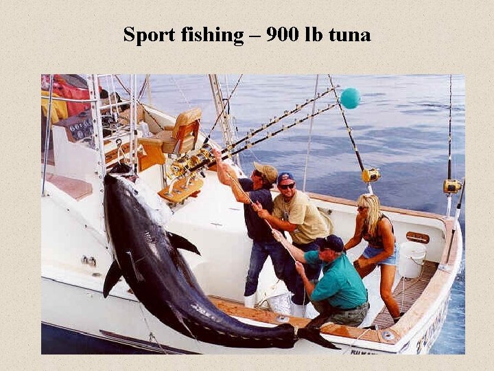 Sport fishing – 900 lb tuna 