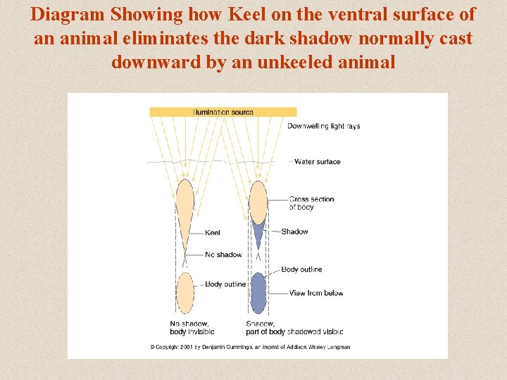 Diagram Showing how Keel on the ventral surface of an animal eliminates the dark