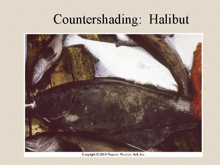 Countershading: Halibut 