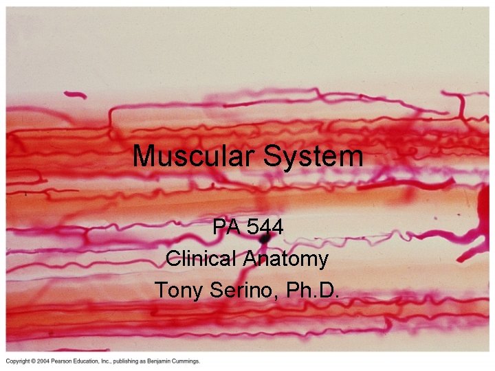Muscular System PA 544 Clinical Anatomy Tony Serino, Ph. D. 