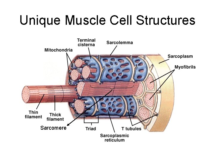 Unique Muscle Cell Structures Sarcomere 