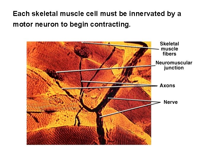 Each skeletal muscle cell must be innervated by a motor neuron to begin contracting.