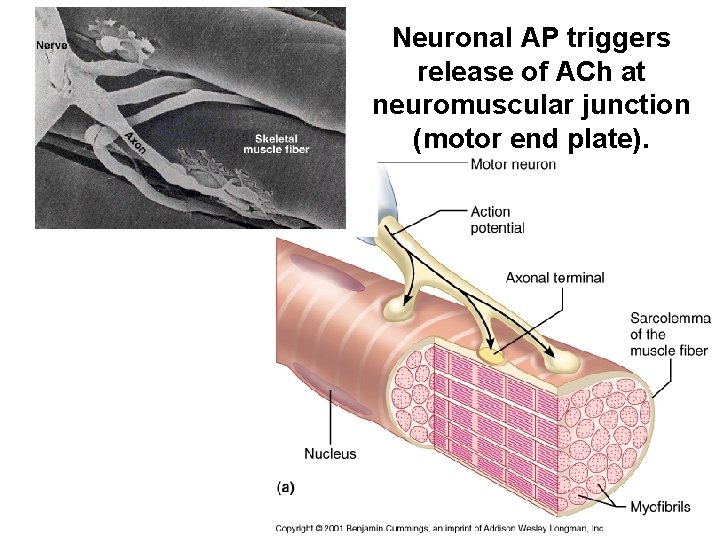 Neuronal AP triggers release of ACh at neuromuscular junction (motor end plate). 