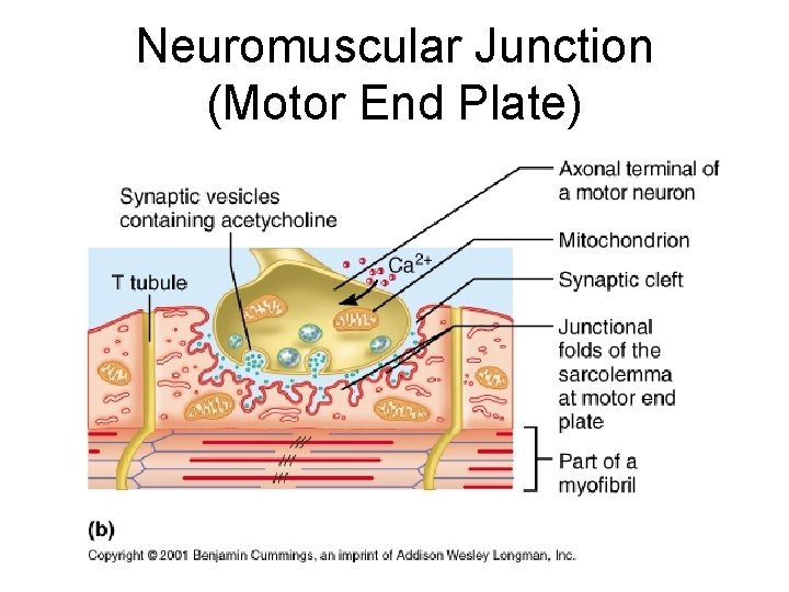 Neuromuscular Junction (Motor End Plate) 