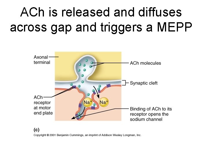 ACh is released and diffuses across gap and triggers a MEPP 
