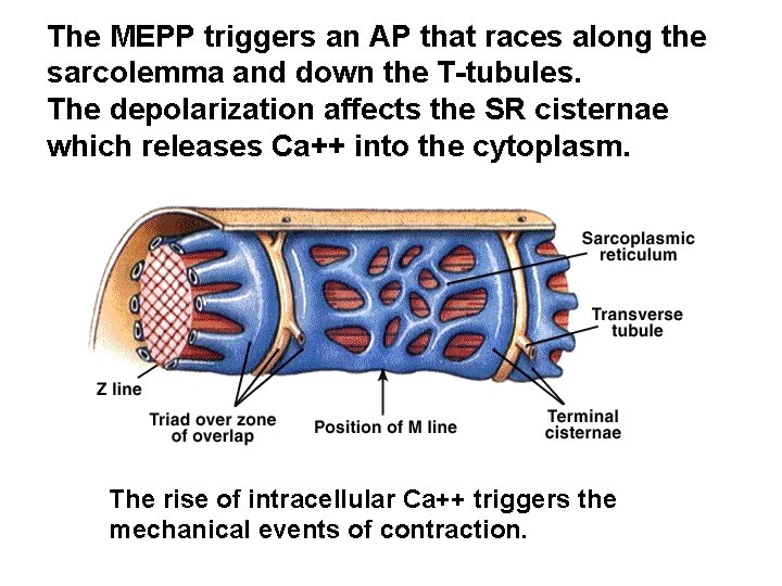 The MEPP triggers an AP that races along the sarcolemma and down the T-tubules.