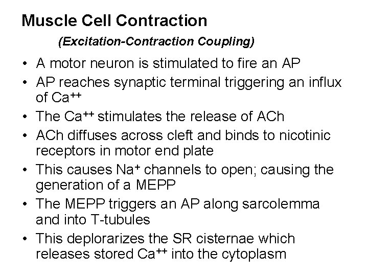 Muscle Cell Contraction (Excitation-Contraction Coupling) • A motor neuron is stimulated to fire an