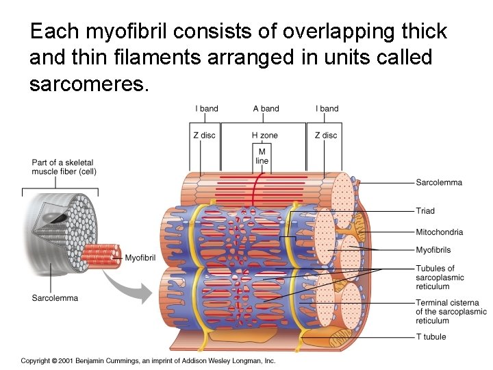 Each myofibril consists of overlapping thick and thin filaments arranged in units called sarcomeres.