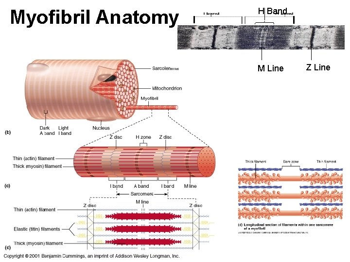 Myofibril Anatomy H Band M Line Z Line 