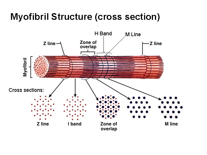 Myofibril Structure (cross section) H Band Cross sections: M Line 