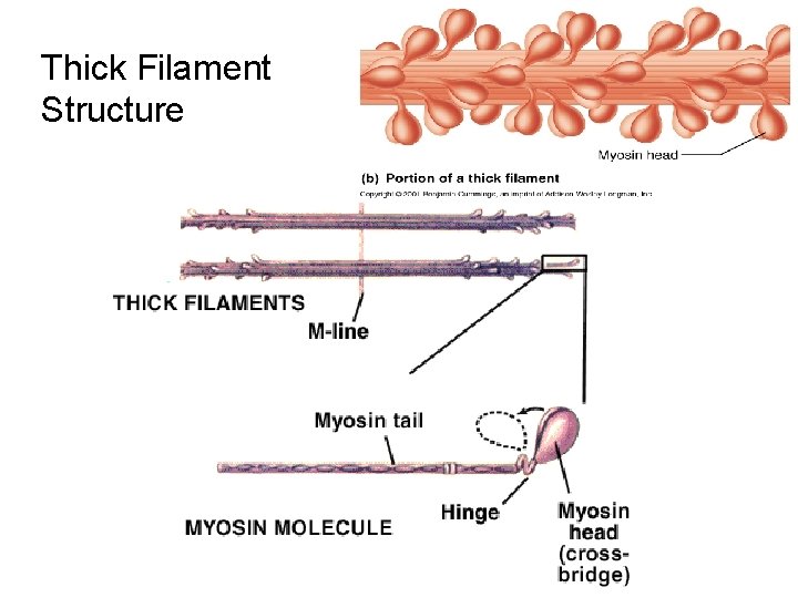 Thick Filament Structure 