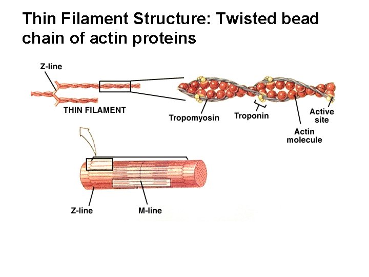 Thin Filament Structure: Twisted bead chain of actin proteins 