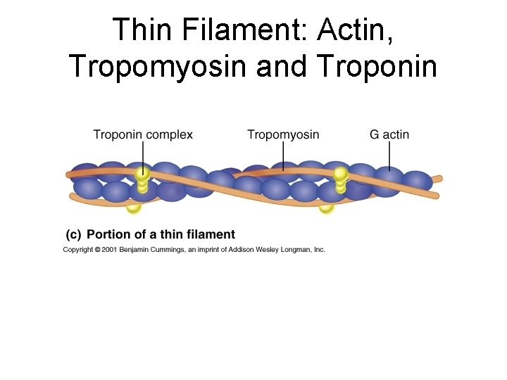 Thin Filament: Actin, Tropomyosin and Troponin 