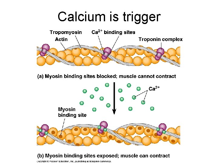 Calcium is trigger 