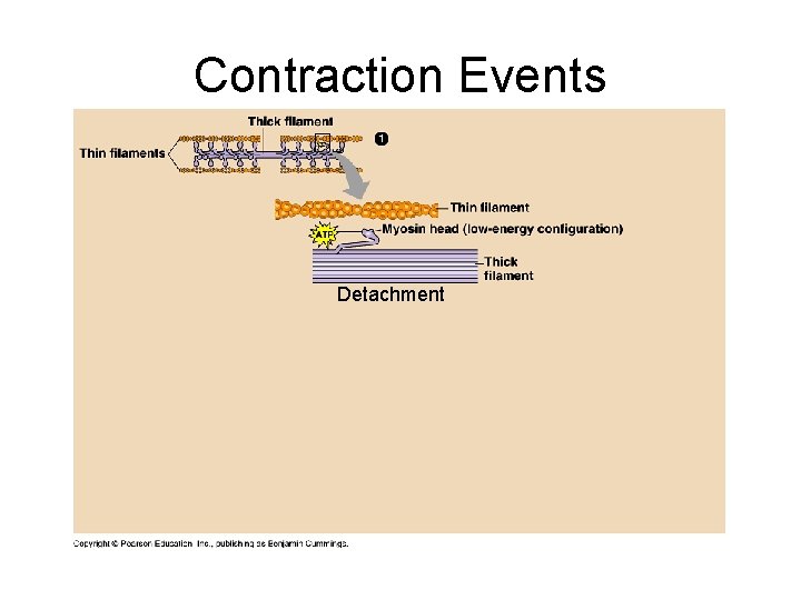 Contraction Events Detachment 