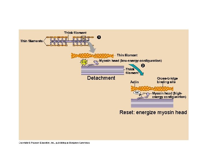 Detachment Reset: energize myosin head 