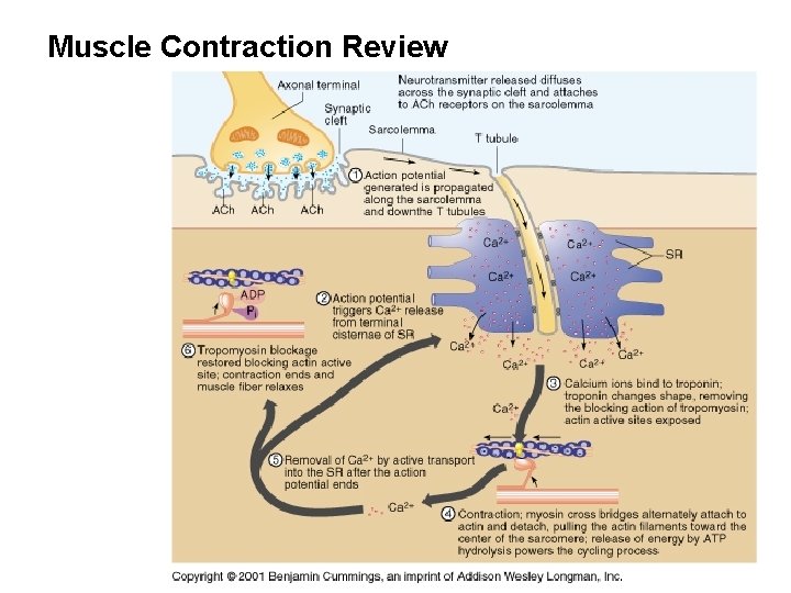 Muscle Contraction Review 