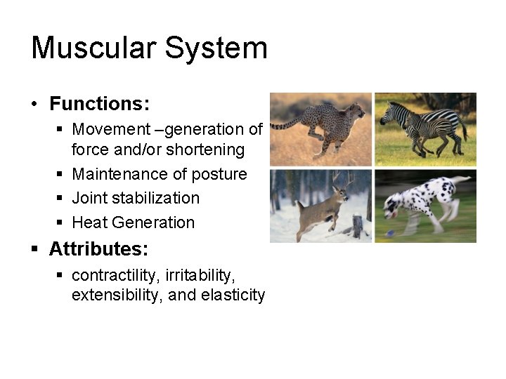 Muscular System • Functions: § Movement –generation of force and/or shortening § Maintenance of