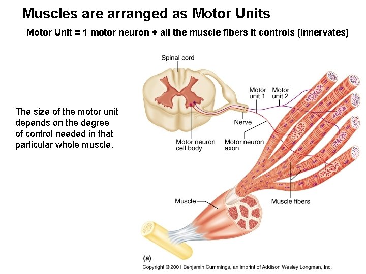 Muscles are arranged as Motor Unit = 1 motor neuron + all the muscle