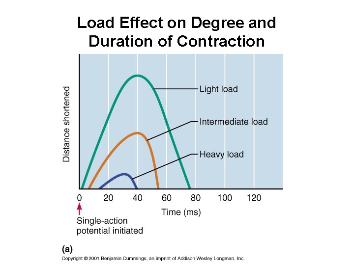 Load Effect on Degree and Duration of Contraction 