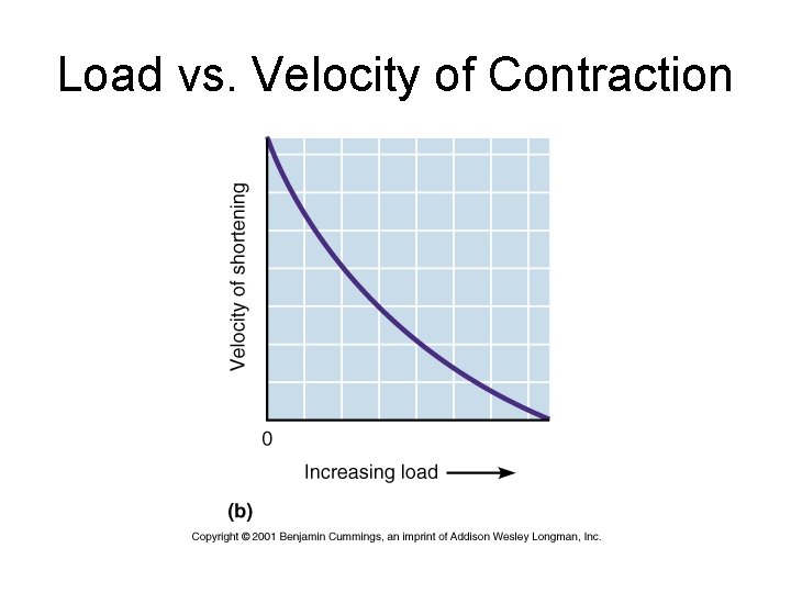 Load vs. Velocity of Contraction 