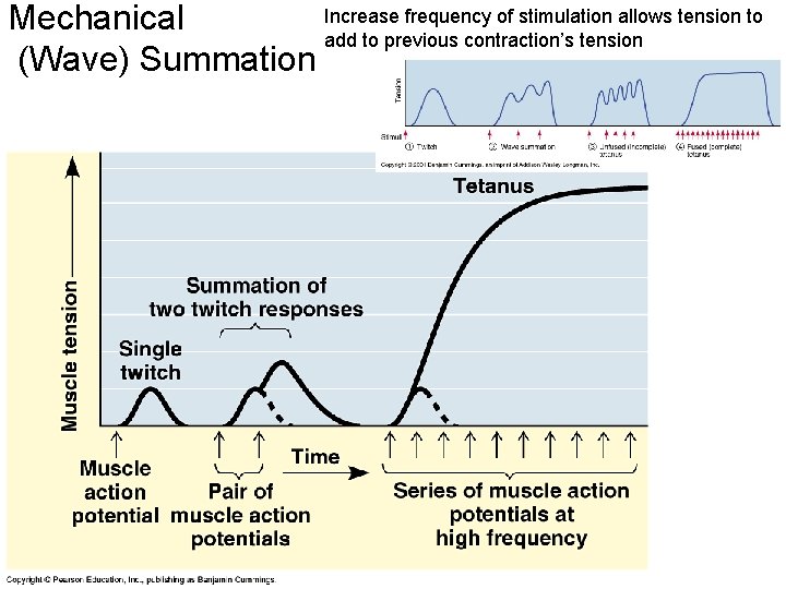 Increase frequency of stimulation allows tension to Mechanical add to previous contraction’s tension (Wave)