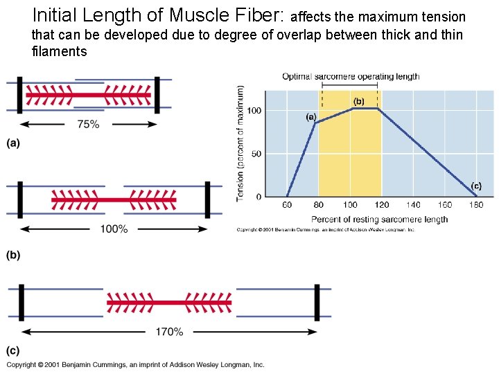 Initial Length of Muscle Fiber: affects the maximum tension that can be developed due
