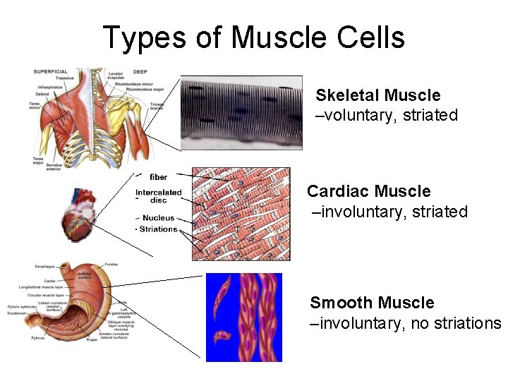 Types of Muscle Cells Skeletal Muscle –voluntary, striated Cardiac Muscle –involuntary, striated Smooth Muscle