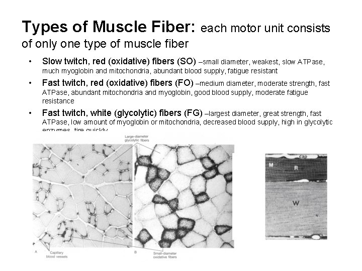 Types of Muscle Fiber: each motor unit consists of only one type of muscle