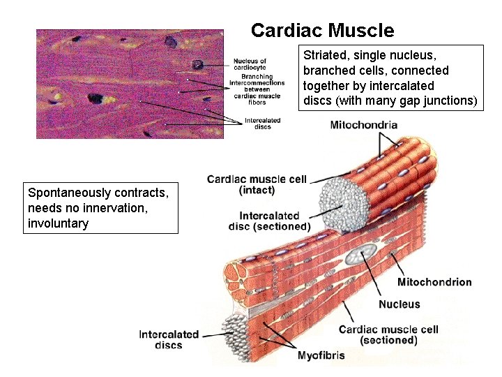 Cardiac Muscle Striated, single nucleus, branched cells, connected together by intercalated discs (with many