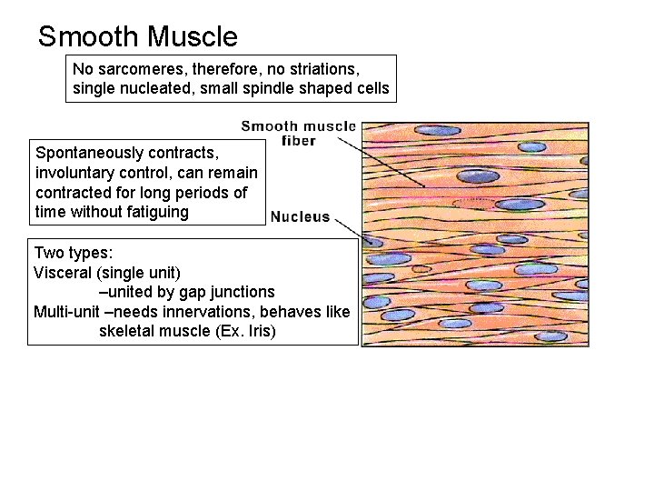 Smooth Muscle No sarcomeres, therefore, no striations, single nucleated, small spindle shaped cells Spontaneously