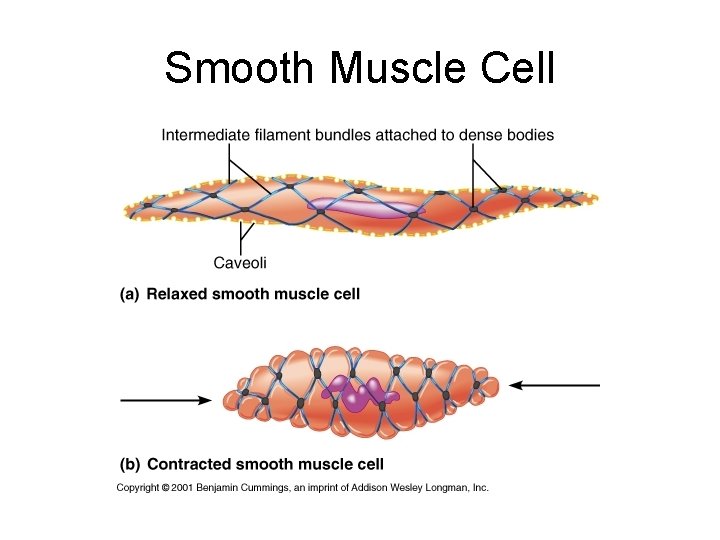 Smooth Muscle Cell 