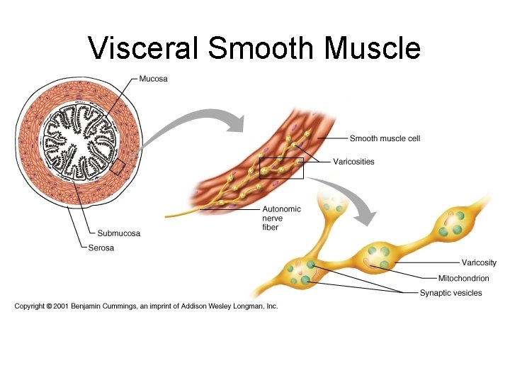 Visceral Smooth Muscle 