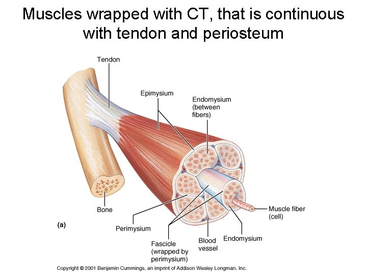 Muscles wrapped with CT, that is continuous with tendon and periosteum 