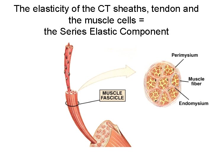 The elasticity of the CT sheaths, tendon and the muscle cells = the Series