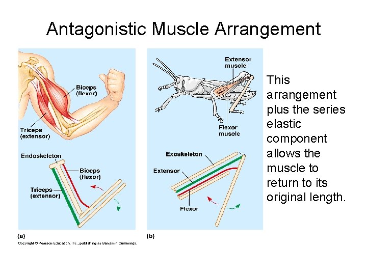 Antagonistic Muscle Arrangement This arrangement plus the series elastic component allows the muscle to