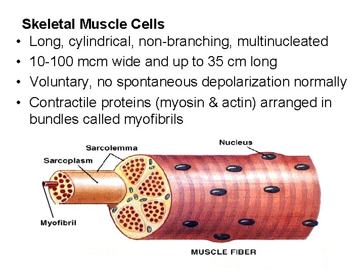Skeletal Muscle Cells • Long, cylindrical, non-branching, multinucleated • 10 -100 mcm wide and