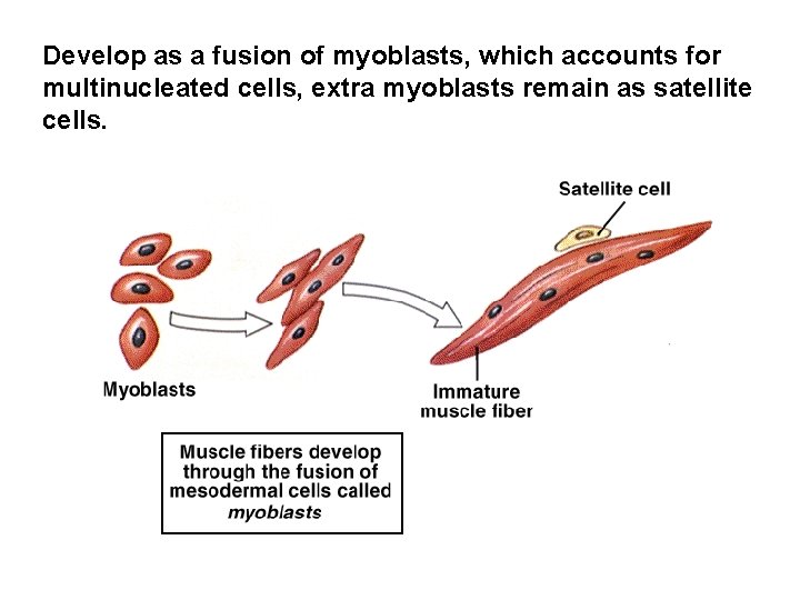 Develop as a fusion of myoblasts, which accounts for multinucleated cells, extra myoblasts remain